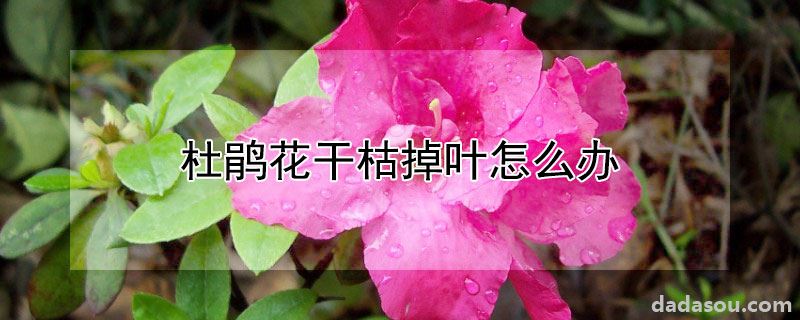 杜鹃花干枯掉叶怎么办