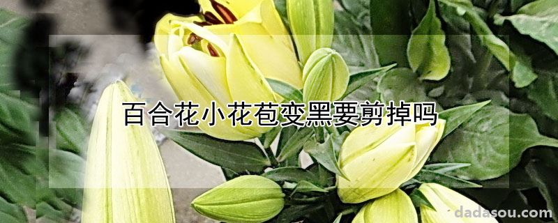 百合花小花苞变黑要剪掉吗