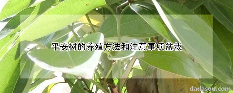 平安树的养殖方法和注意事项盆栽