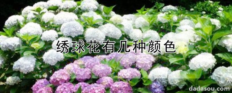 绣球花有几种颜色