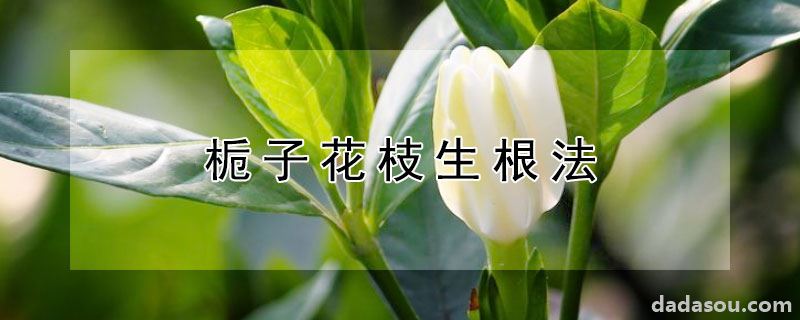 栀子花枝生根法