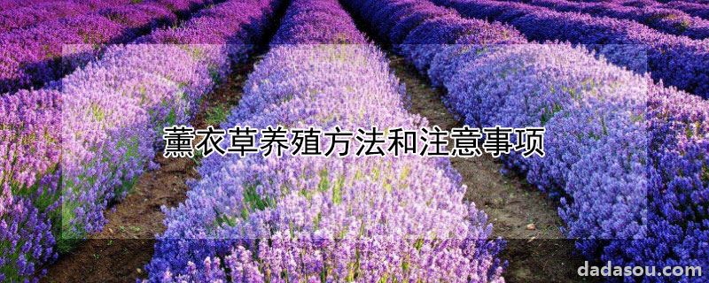 薰衣草养殖方法和注意事项