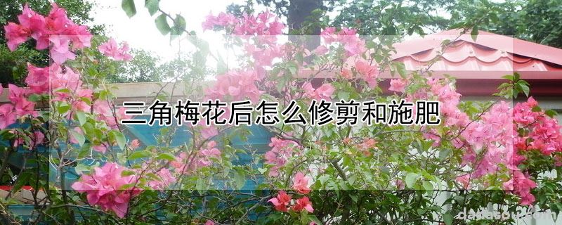 三角梅花后怎么修剪和施肥