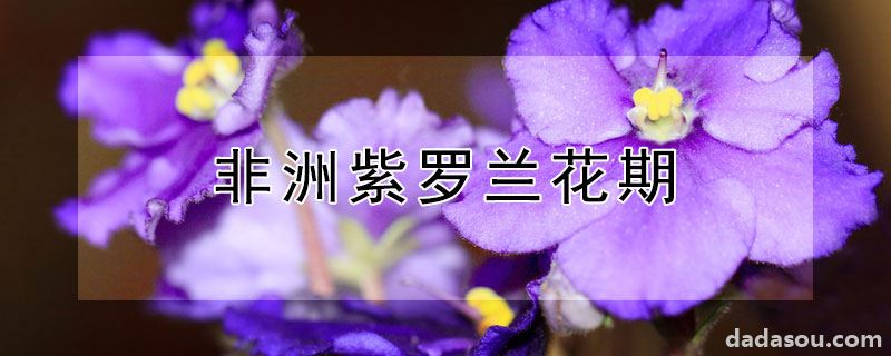 非洲紫罗兰花期