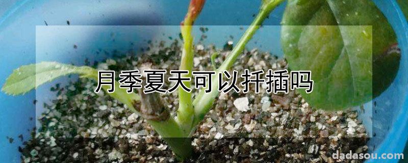 月季夏天可以扦插吗