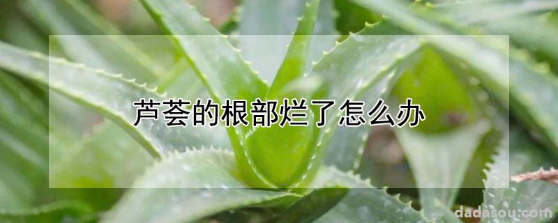 芦荟的根部烂了怎么办