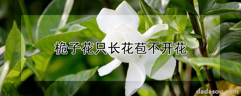 桅子花只长花苞不开花