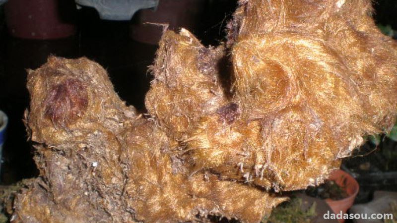 金丝猴蕨养殖方法