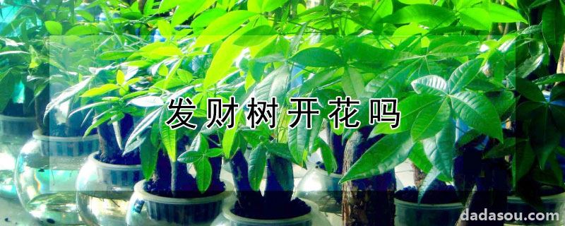 发财树开花吗