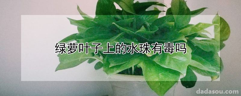 绿萝叶子上的水珠有没有毒（绿萝叶子上的水珠有毒吗）