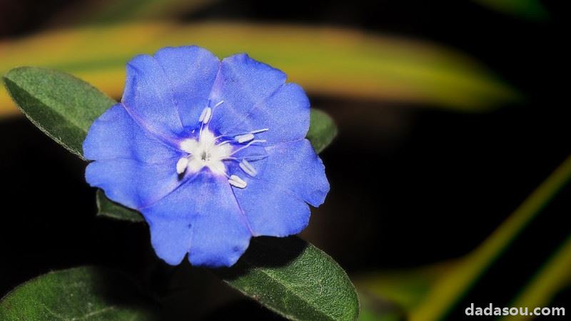 蓝星花的修剪方法