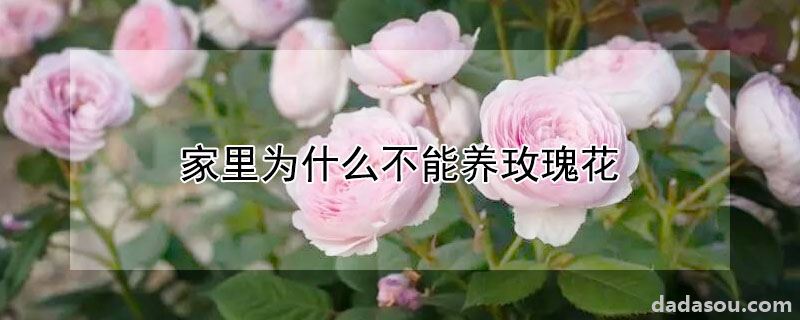 家里为什么不能养玫瑰花