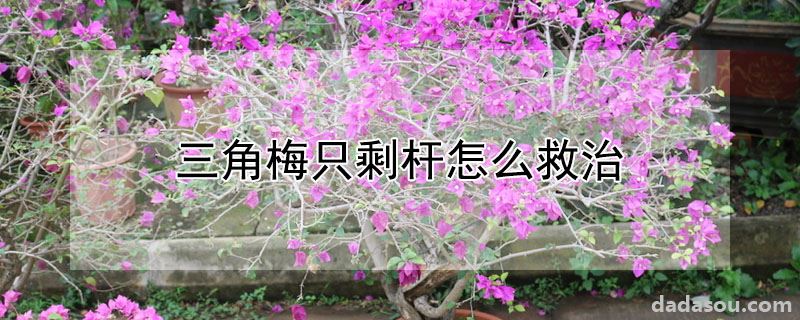 三角梅只剩杆怎么救治