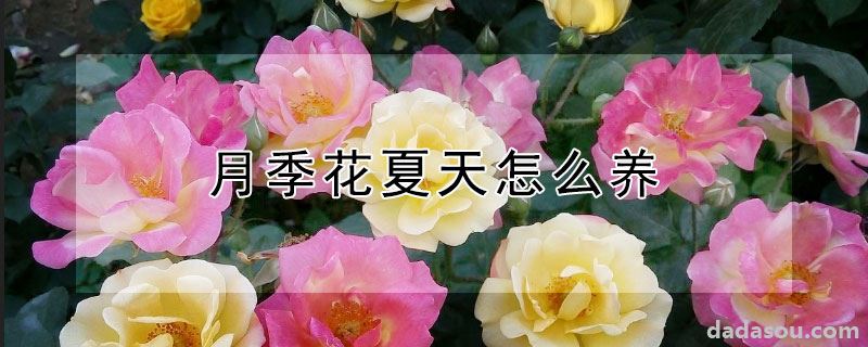 月季花夏天怎么养