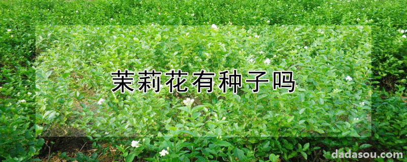 茉莉花有种子吗