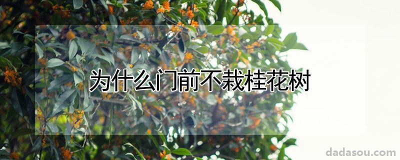 为什么门前不栽桂花树