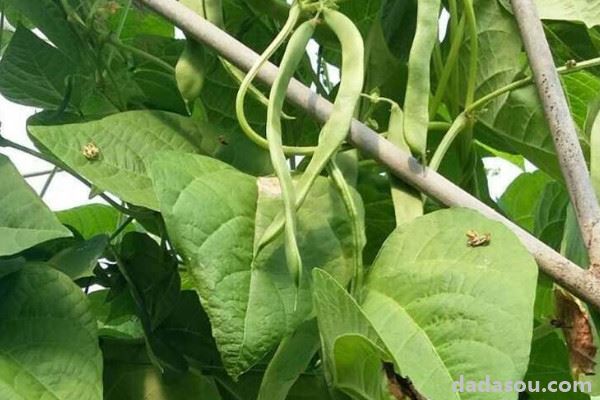 盆栽四季豆的种植方法