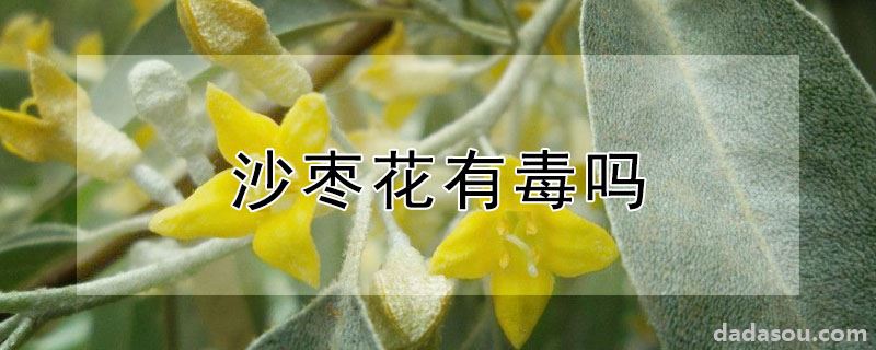 沙枣花有毒吗