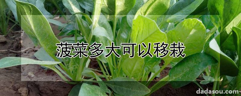 菠菜多大可以移栽