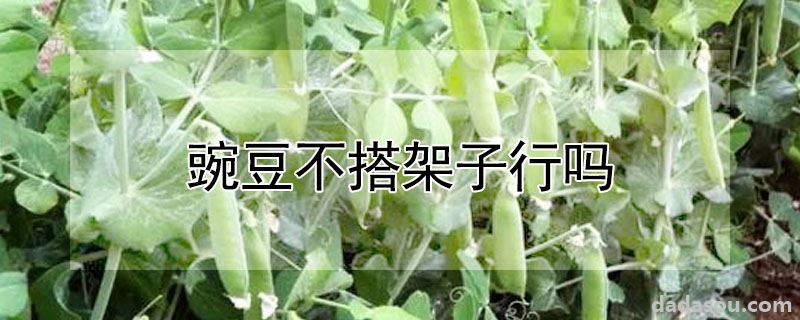 豌豆不搭架子可以吗（豌豆不搭架子行吗）