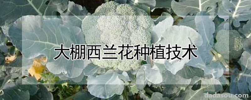 大棚西兰花种植技术