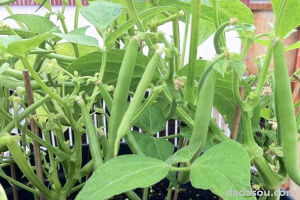 盆栽四季豆的种植方法