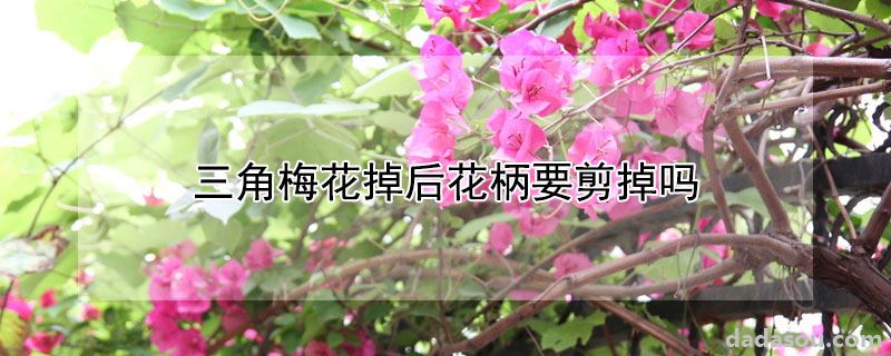 三角梅花掉后花柄要剪掉吗