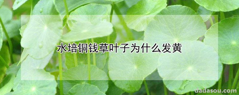 水培铜钱草叶子发黄是什么原因