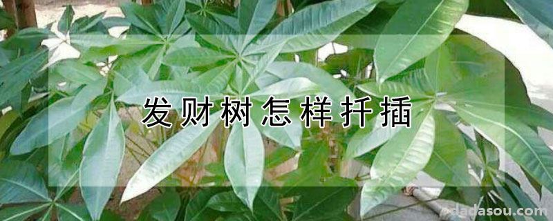 发财树怎样扦插