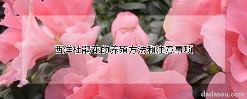 西洋杜鹃花的养殖方法和注意事项
