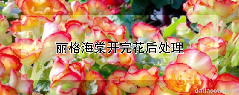 丽格海棠开完花后处理