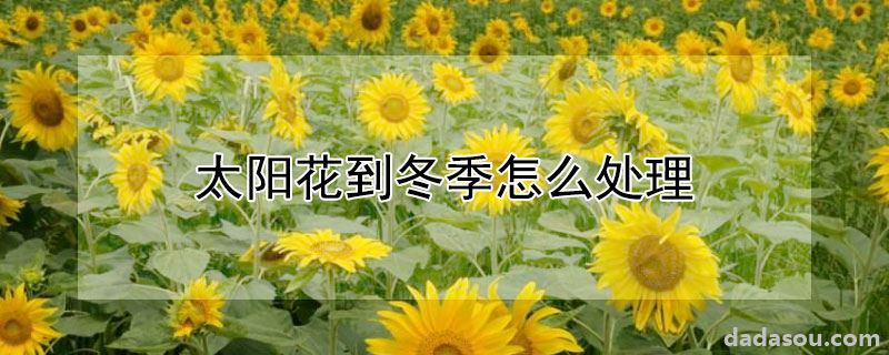 太阳花到冬季怎么处理