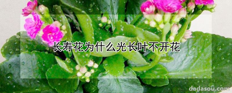 长寿花为什么光长叶不开花