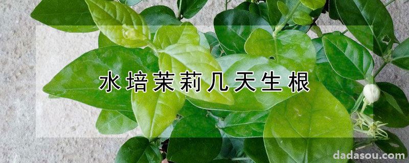 水培茉莉几天生根