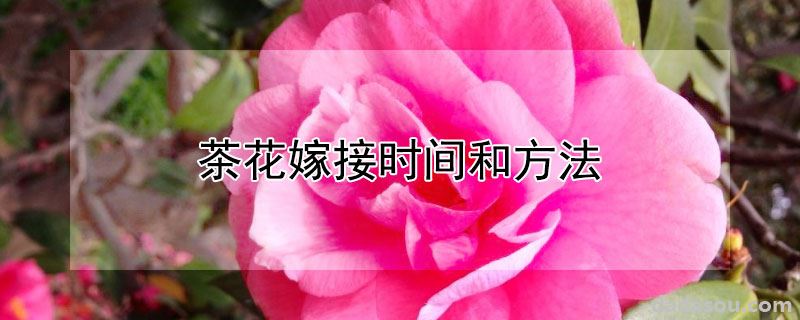 茶花嫁接时间和方法