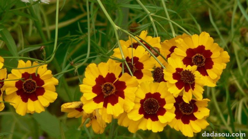 蛇目菊种植方法