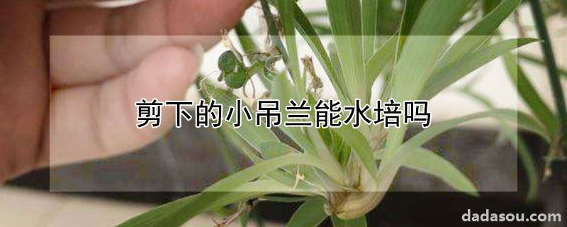 剪下的小吊兰能水培吗
