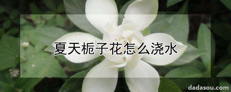 夏天栀子花怎么浇水