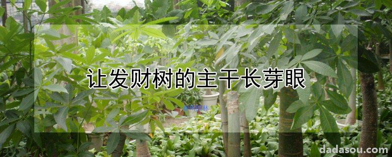 发财树主干怎么才能长芽眼（让发财树的主干长芽眼）