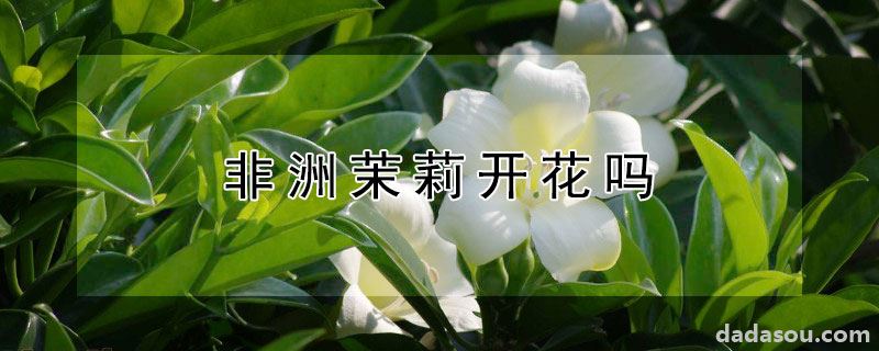 非洲茉莉开花吗