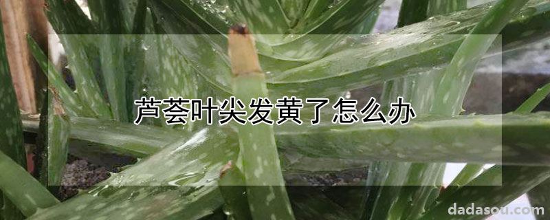 芦荟叶尖发黄了怎么办