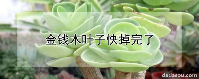 金钱木叶子快掉完了