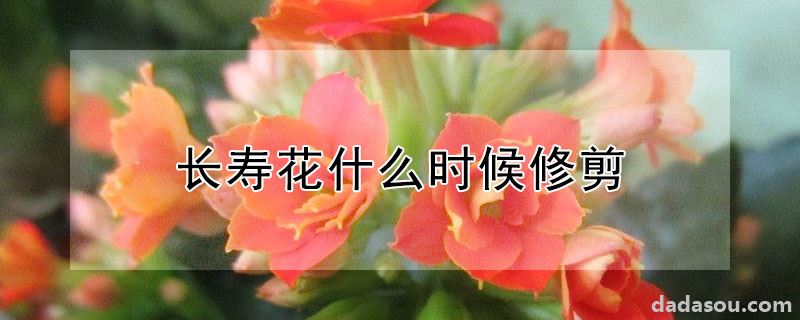 长寿花什么时候修剪