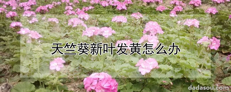 天竺葵新叶发黄怎么办