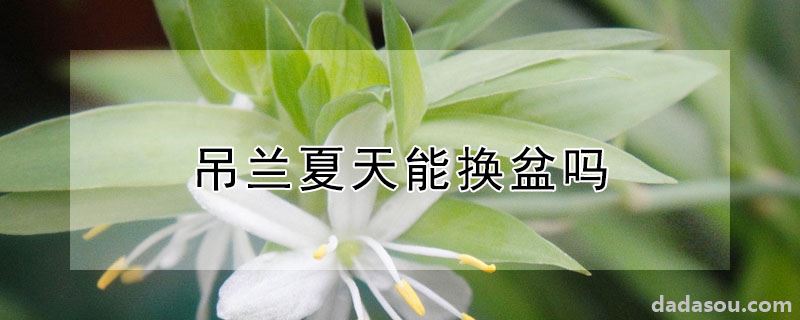 吊兰夏天能换盆吗