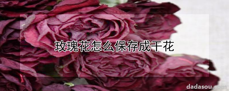 玫瑰花怎么保存成干花