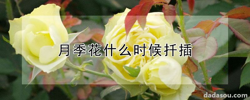 月季花什么时候扦插