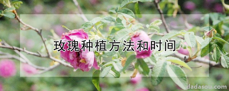 玫瑰种植方法和时间