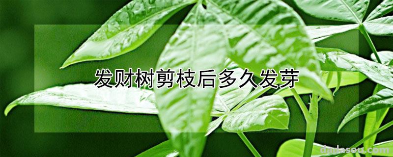 发财树剪枝后多久发芽