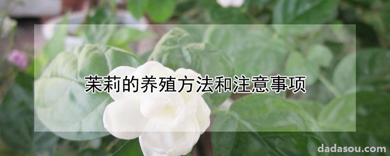 苿莉的养殖方法和注意事项